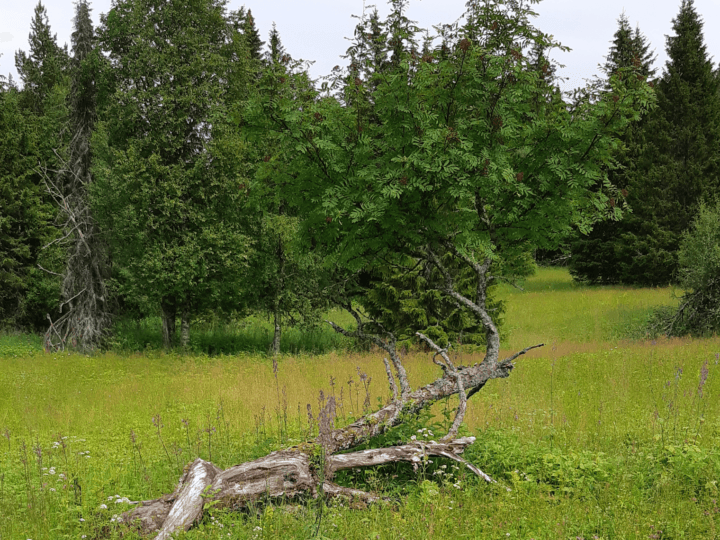 Naturreservatet Dakota